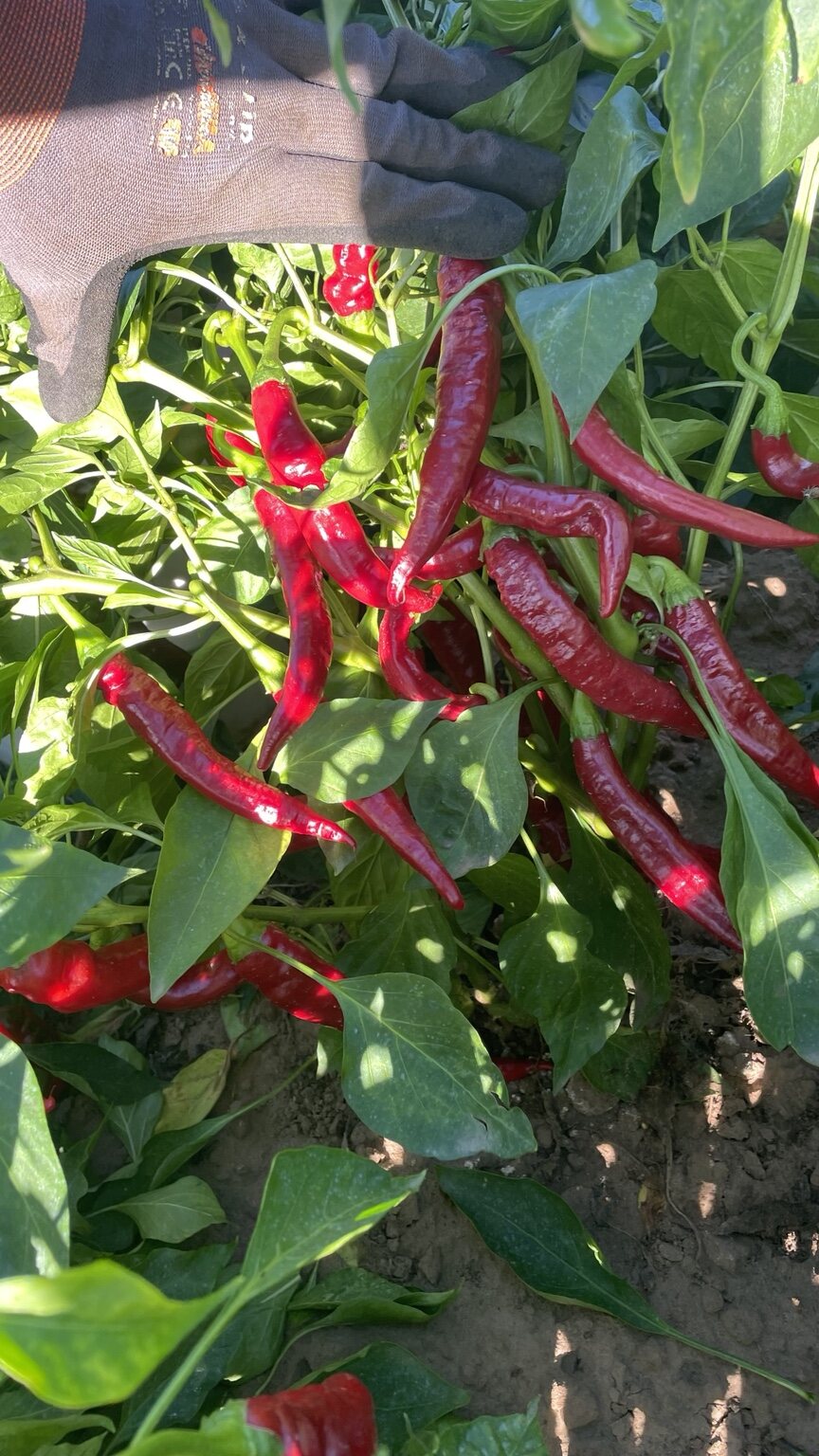 Teljes érésben – Royal Paprika tiszaalpári fűszerpaprika
